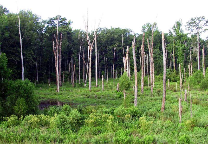 photo of Barry Brake-a backswamp area north of Natchitoches