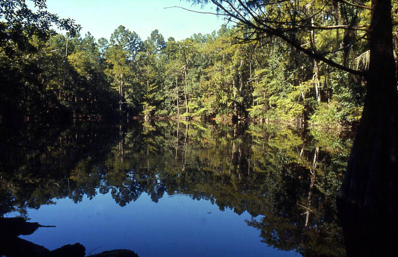 photo of Angelina National Forest