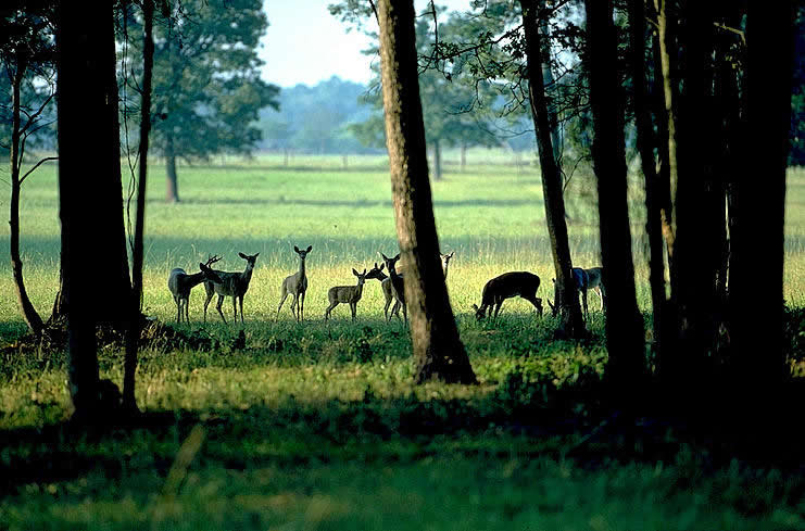 photo of deer