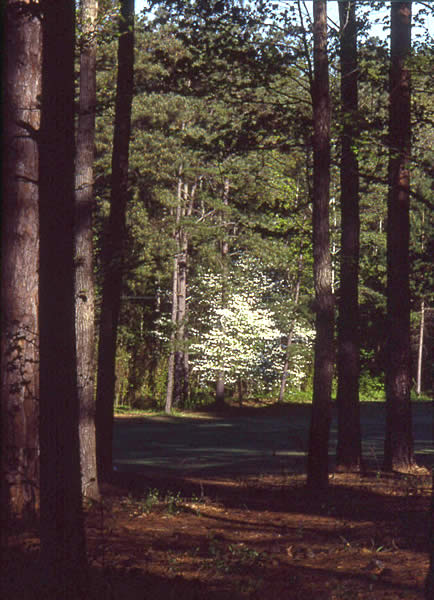 photo of a dogwood tree