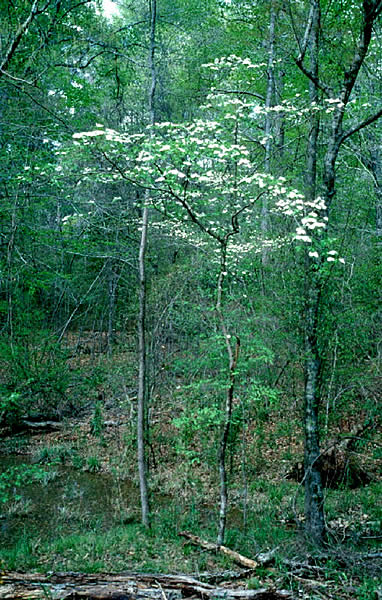 photo of dogwood trees