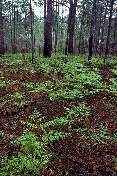 photo of ferns
