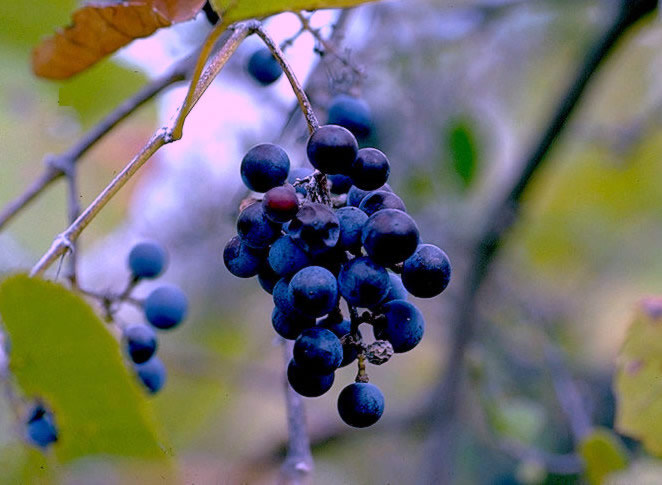 photo of grapes