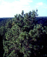 photo of long-leaf pine