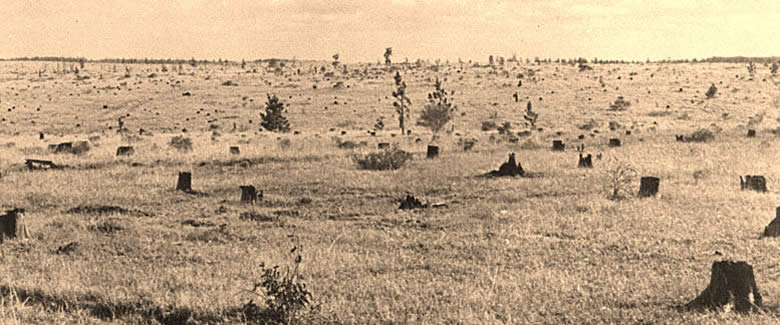 photo of tree stumps