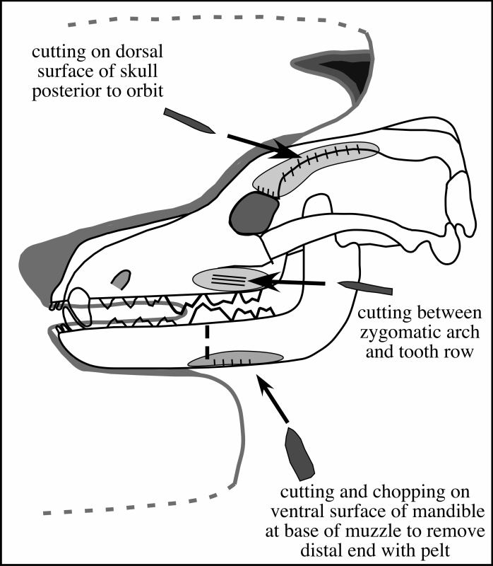 By studying cut marks on the carnivore bones from Arenosa