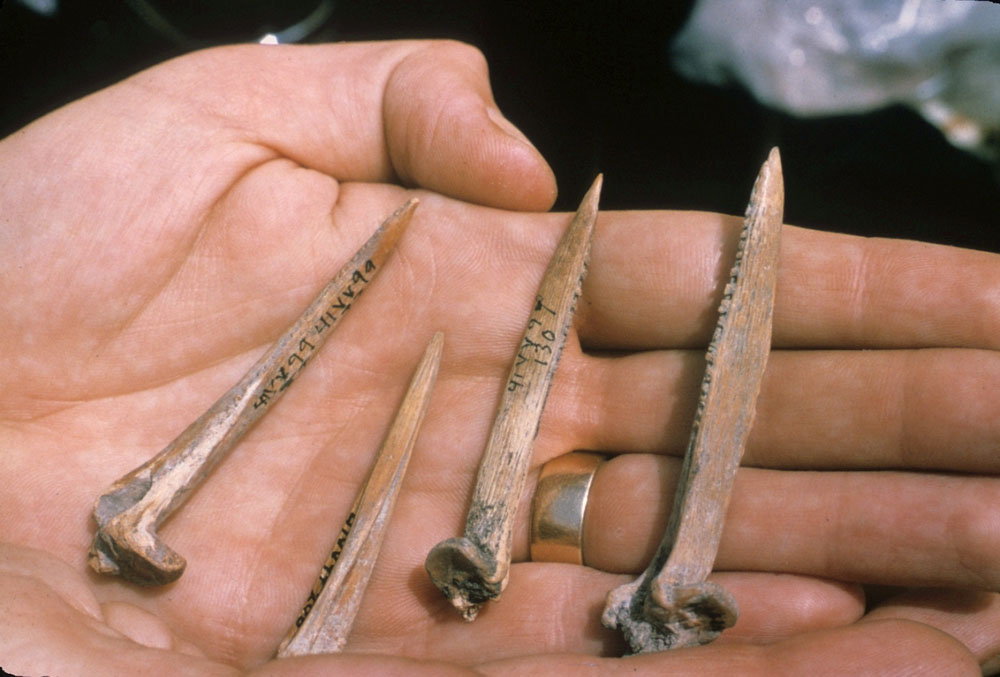 Tools made from large catfish pectoral spines. 