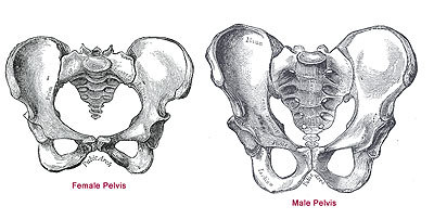 illustration of male and female pelvises