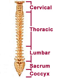 illustration of a spinal column
