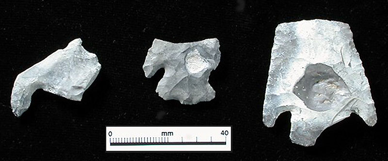 Untyped, heavily fire-damaged dart point fragments from Bone Bed 3. Photo by Milton Bell.