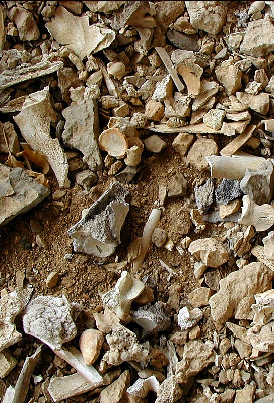 Close up picture of burned bison bones eroding from Bonfire Shelter. Photo by Steve Black.