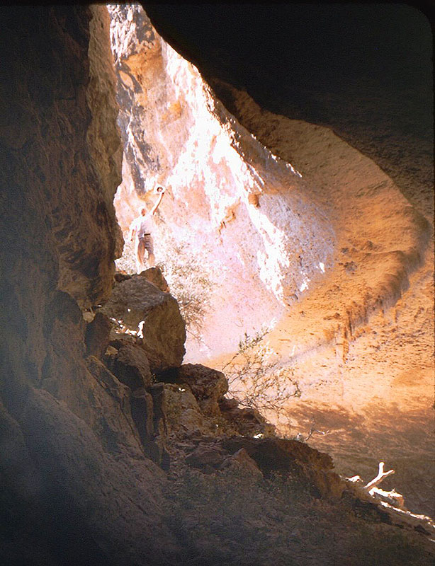 View looking north from south end of Bonfire Shelter. Jack Skiles stands atop amid the tumbled roof blocks just inside the mouth of the shelter. Photo taken in 1953 by Wilmuth Skiles