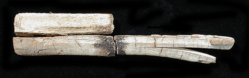 Atlatl (throwing stick) fragment (hook side down) from Fiber Layer. Total length of pieced-together fragment is about 8 inches. Photo by Milton Bell.