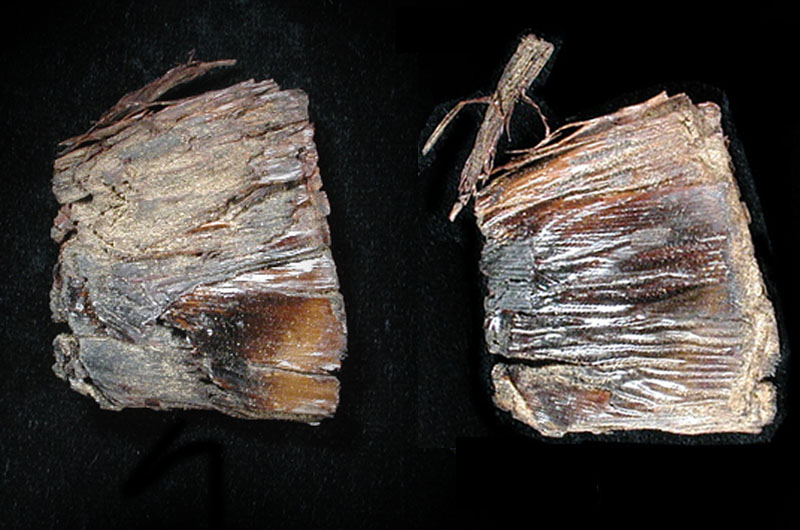 Both sides of a scharred sotol leaf. The leaf was part of a trimmed sotol bulb roasted in an earth oven, possibly Hearth 6. Photo by Milton Bell. 
