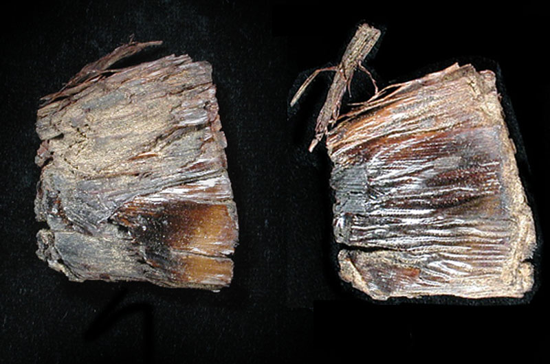 Cut sotol leaf. The dark color and glossy appearance show that this leaf was removed from the outside of a baked sotol bulb. Photo by Milton Bell.