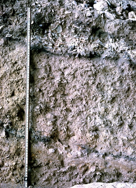 Excavation wall profile showing two layers of burned bone. The upper one is BOne Bed 3 and the lower one is Bone Bed 2. Photo by Dave Dibble.