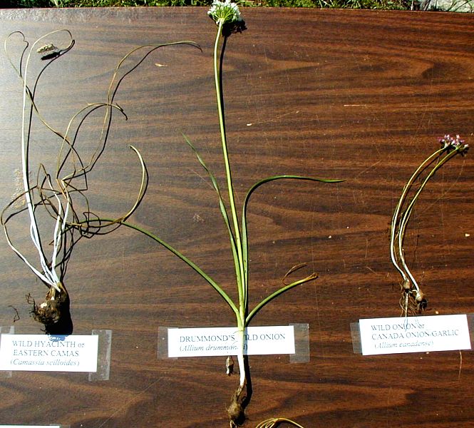 photo of three flowering bulbs on a table