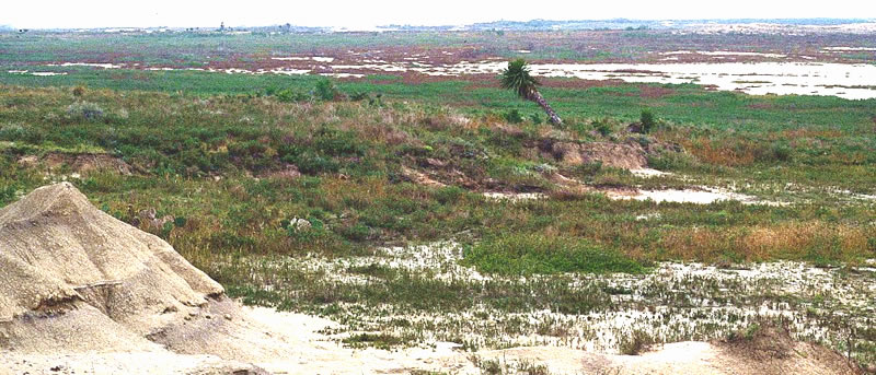 Prior to the mid-twentieth century, the Rio Grande Delta's extensive tidal zones, marshes, and periodic influxes of fresh water, created very productive estuaries.