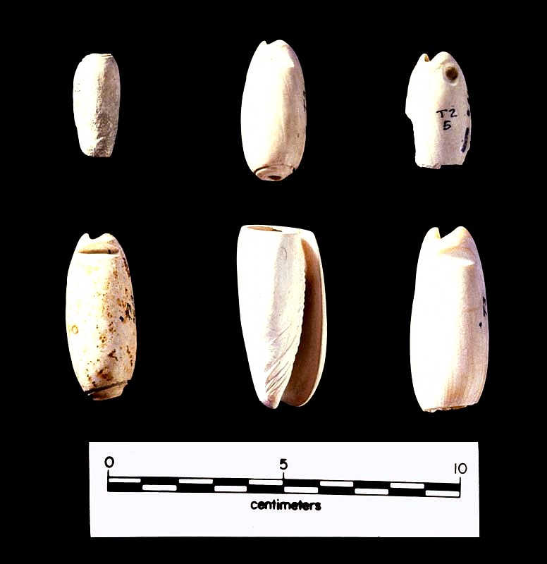 Olive shells were also used for bead-making. The spire and lower part of the shell were cut off and ground down to create a suspension hole through the central whorl.