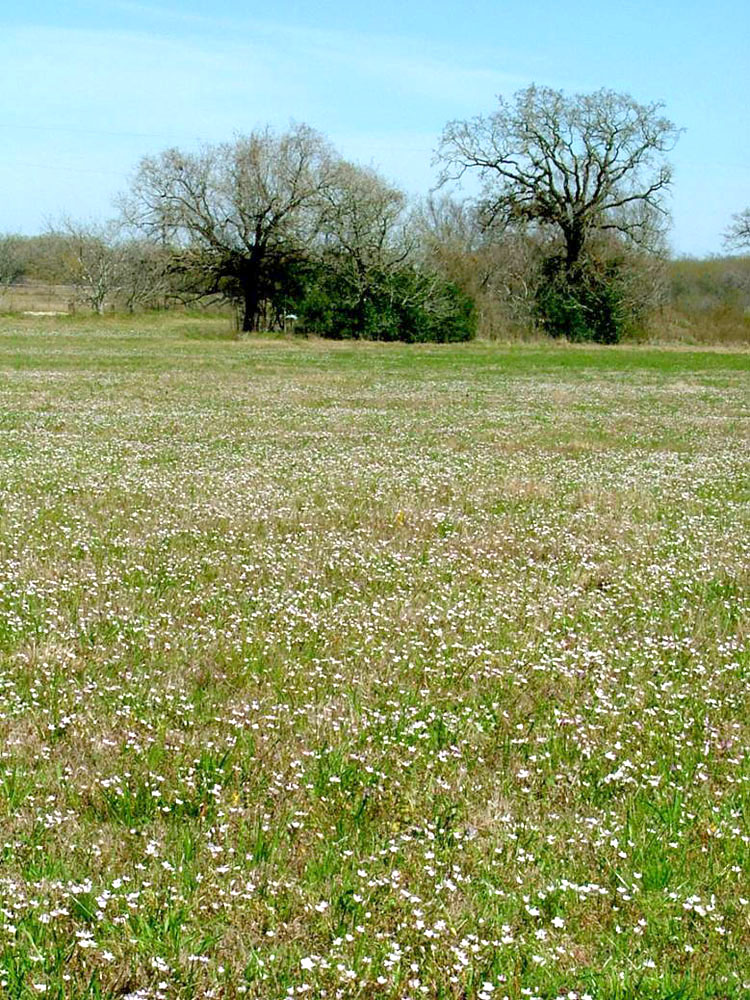 photo of a field of lavender spring beauty flowers