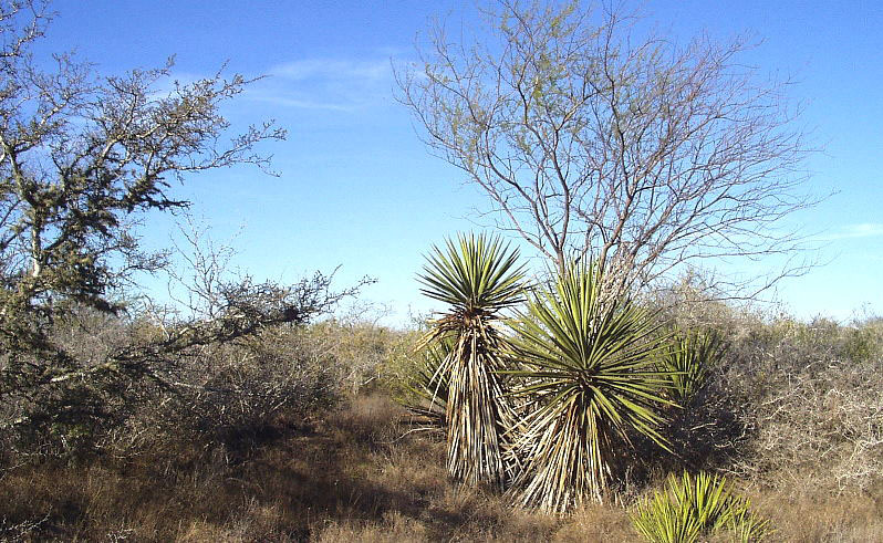 photo of the brush country