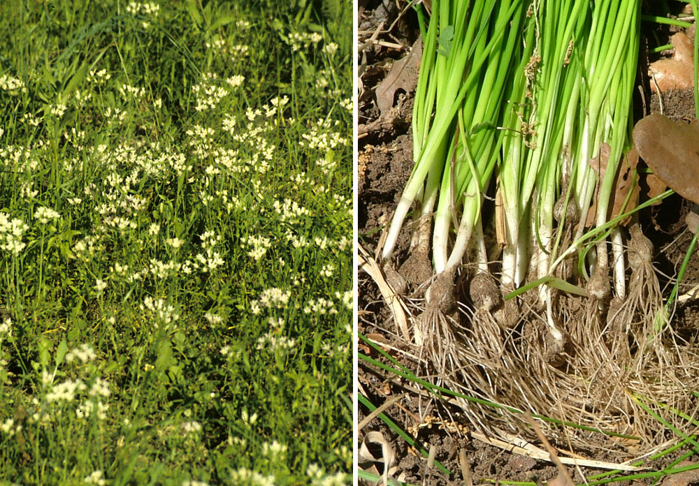 photos of onion flowers and bulbs