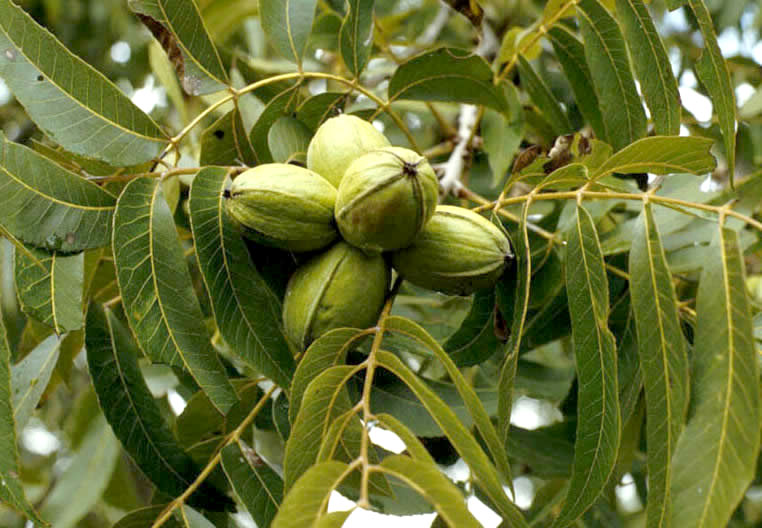 photo of pecans