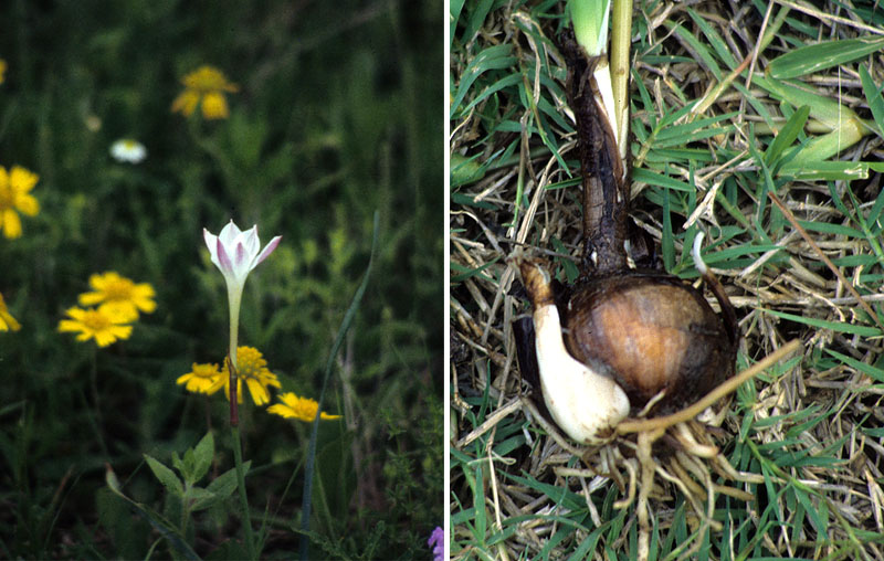 photos pf rainlily flower and bulb