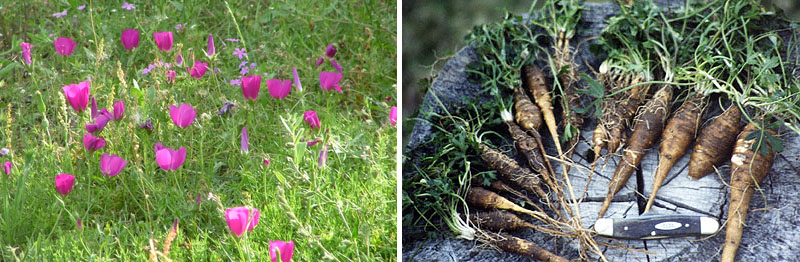 photos of wine cup flowers and bulbs