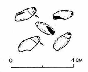 illustration of olivella shell beads from the burial.