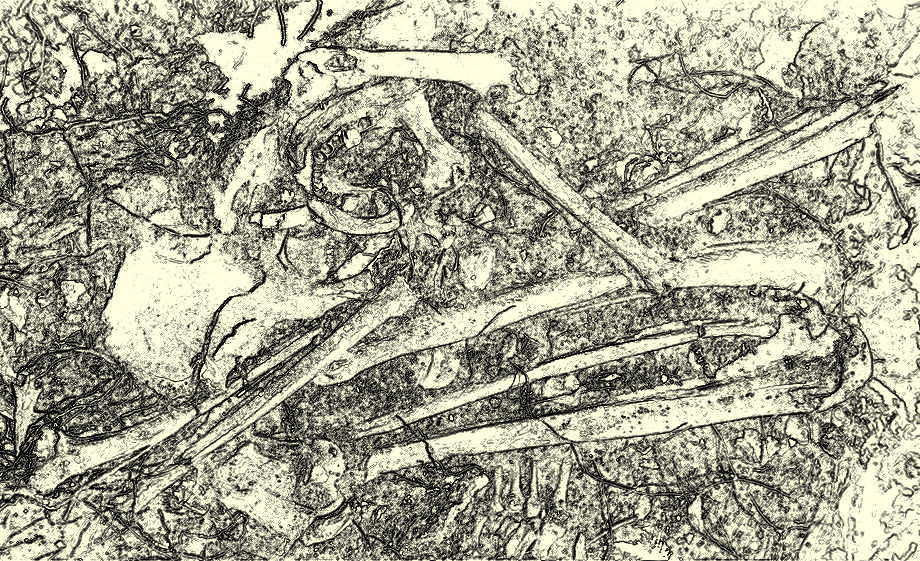 drawing of flexed and partially burned skeletal remains