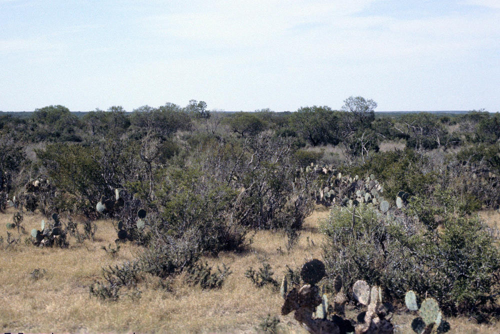 photo of brush country