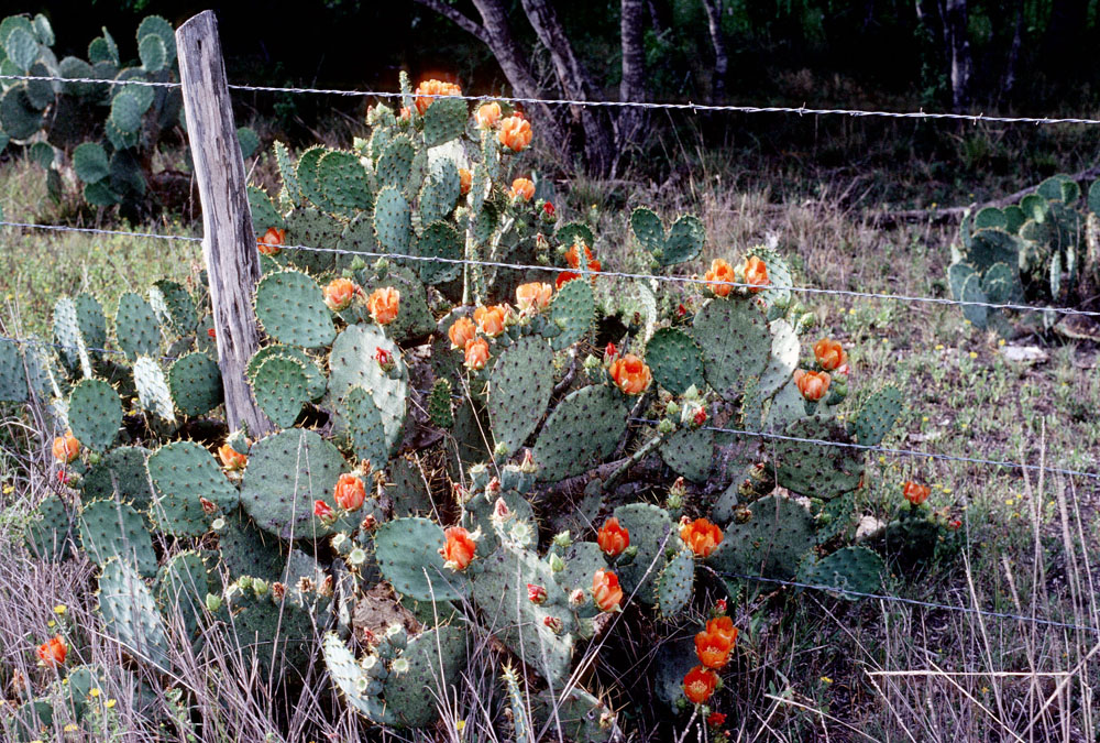 photo of tunas