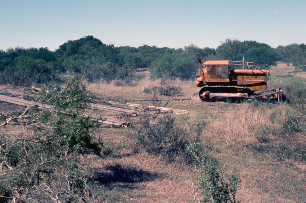 photo of brush clearing