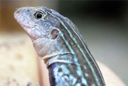 photo of a lizard