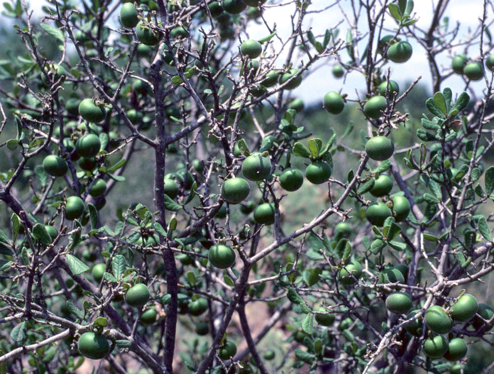 photo of persimmon