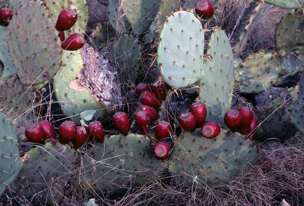 photo of tunas