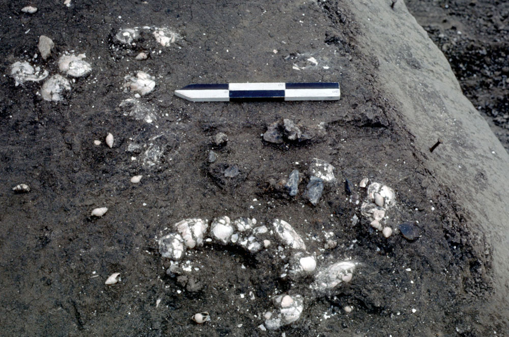 photo of the excavation