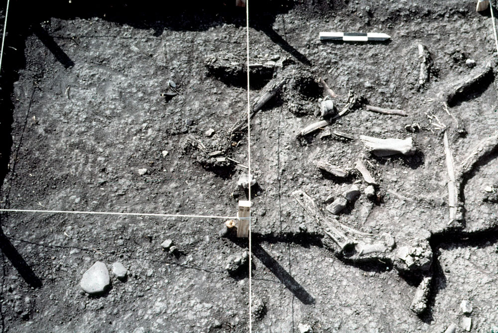 photo of bison bones and lithics