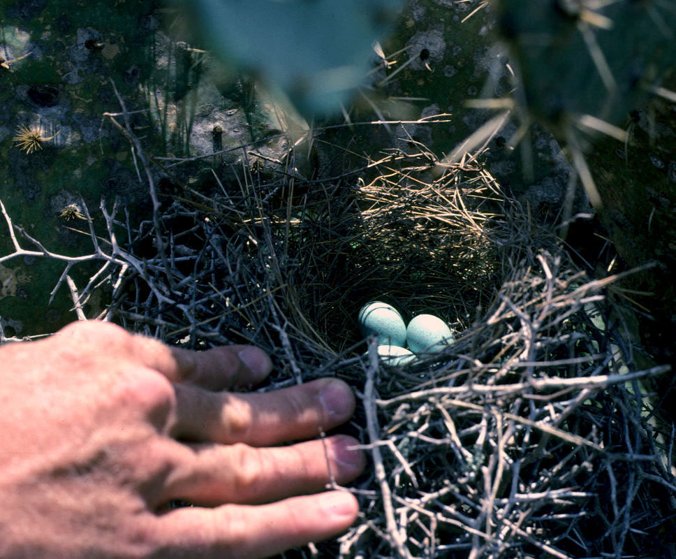 photo of a bird's nest