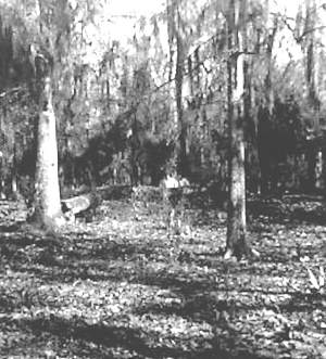 illustration of Reconstructed Las Haciendas cairn burial