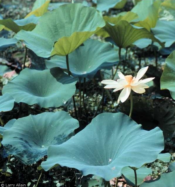 Tubers (roots/corms) of the spring beauty plant