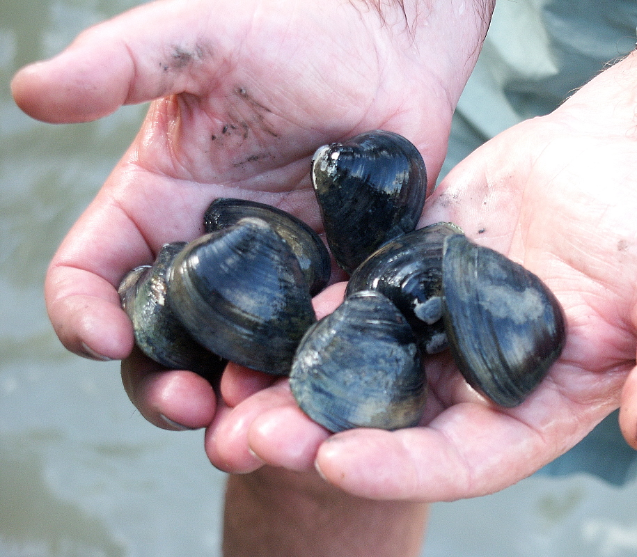 Rangia clams were among the most highly favored shellfish