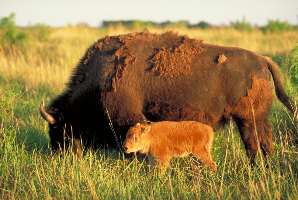 A bison mother with her baby graze on thick grass
