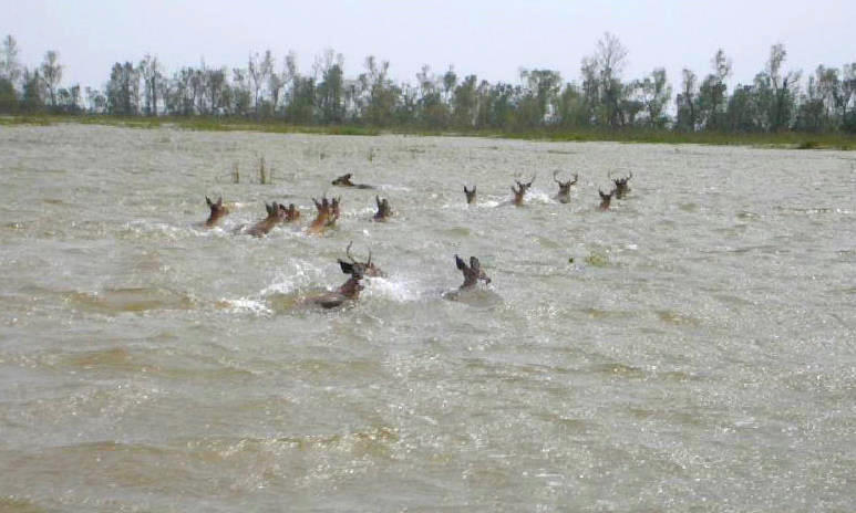 Deer crossing an estuary lake above Matagorda Bay