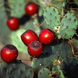 photo of prickly pear