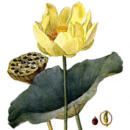 illustration of water chinquapin