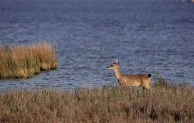 A deer pauses watchfully in thick marsh grasses