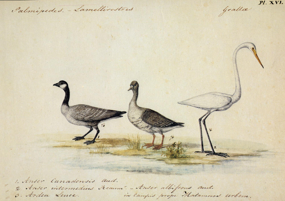 Berlandier illustration of wildlife of the lower Rio Grande