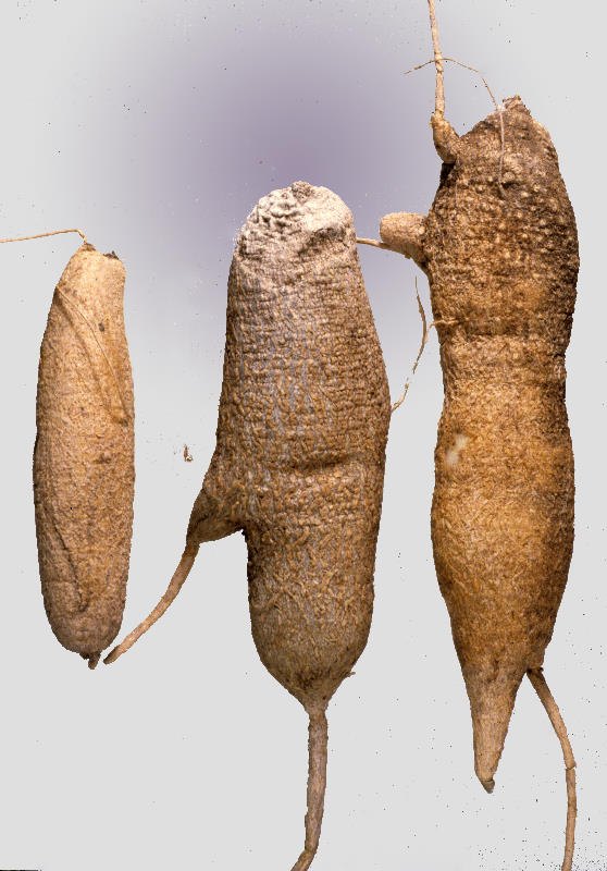 photo of roots of the globeberry plant.